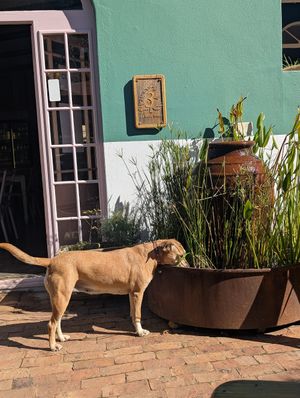 Bucksy's friend at Pure Cafe in Greyton