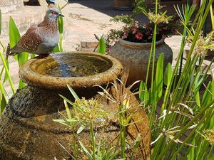 fountains and flowers welcome all our guests at Pure Cafe in Greyton
