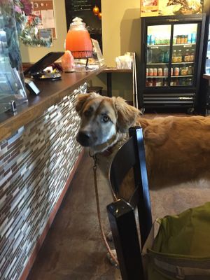 Dog friendly at Urban Fresh in Tucson