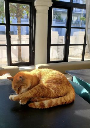 Cat at Nourish'd Café Green Point in Cape Town