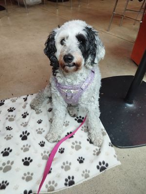 Dog friendly too 😀 at Nell's Pizza in Manchester