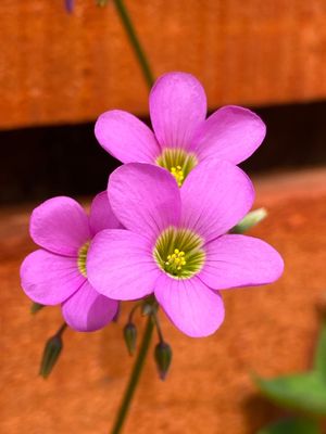  at Bhumi Vegan Food in Pucon