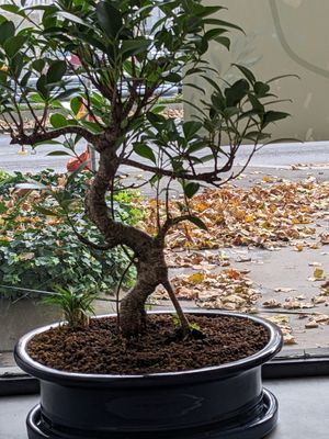  at Duck King in Vienna