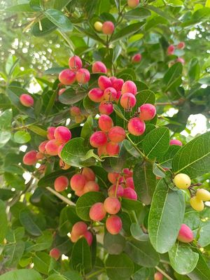 Fruits from our Food Forest at Shreevanam By Beejom in Kuchesar