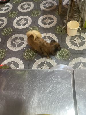   at Thien Phuoc Chay in Ho Chi Minh City