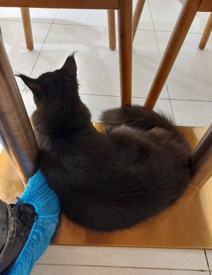 Maine Coon 緬因貓 at Café Influffy - 毛所樹樹 in Kowloon