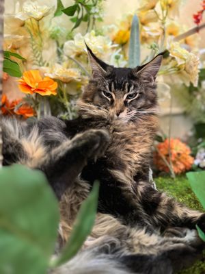  at Café Influffy - 毛所樹樹 in Kowloon