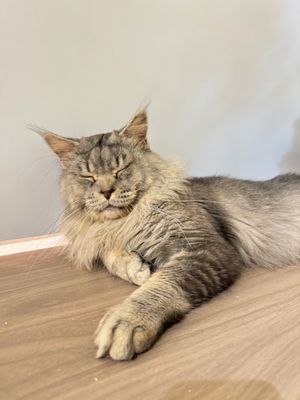  at Café Influffy - 毛所樹樹 in Kowloon