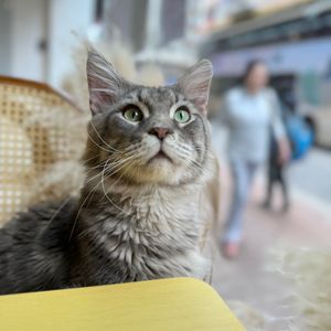  at Café Influffy - 毛所樹樹 in Kowloon