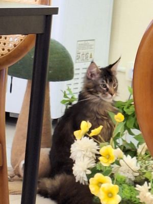  at Café Influffy - 毛所樹樹 in Kowloon