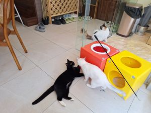  at Café Influffy - 毛所樹樹 in Kowloon