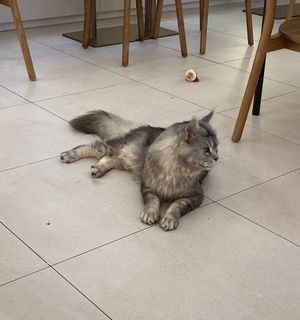 Some cats  at Café Influffy - 毛所樹樹 in Kowloon