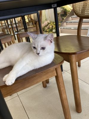 More cats  at Café Influffy - 毛所樹樹 in Kowloon