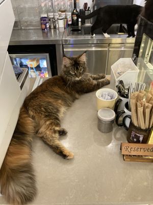 Even more cats  at Café Influffy - 毛所樹樹 in Kowloon