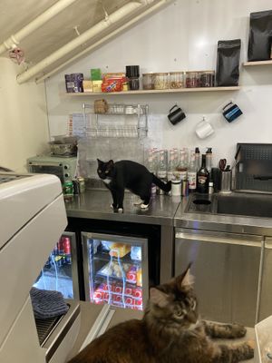 And more cats  at Café Influffy - 毛所樹樹 in Kowloon
