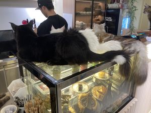 Many cats await you  at Café Influffy - 毛所樹樹 in Kowloon