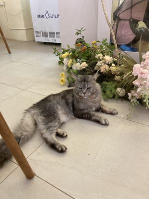 Some are huge   at Café Influffy - 毛所樹樹 in Kowloon