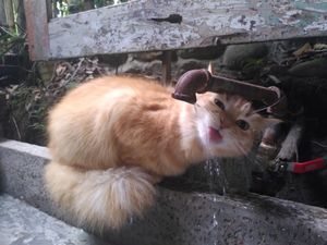 La reina, one of the mascotes at Alto Bonito Salamina in Salamina