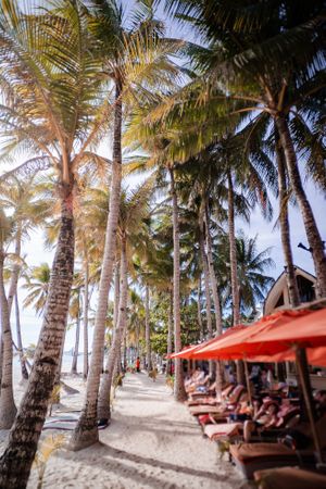Relaxing white sand and beautiful palm trees location at Ambassador In Paradise Resort in Boracay