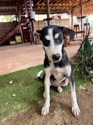 Puppy  at Belle's Beach Bar in San Juan
