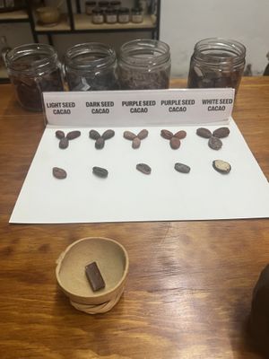 Cacao seeds  at Chimalapa Cacao in Oaxaca