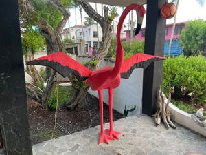 Flamingo at Booby Trap in Puerto Villamil