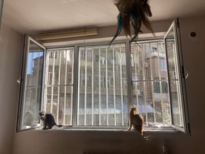 Cat zone  at Gatto  in Yerevan