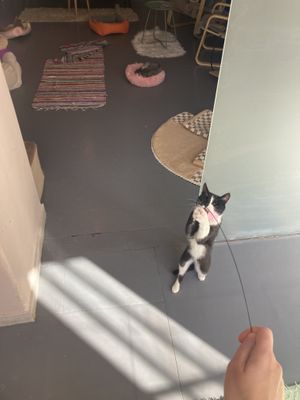 Cat zone  at Gatto  in Yerevan