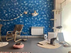 Cat zone  at Gatto  in Yerevan