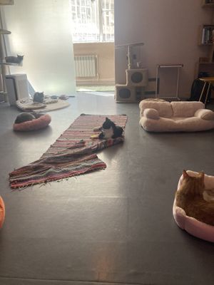 Cat zone  at Gatto  in Yerevan