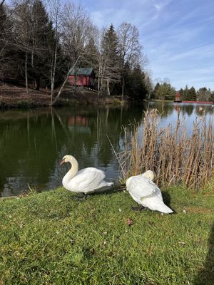 Swans   at Govinda's Restaurant in Moundsville