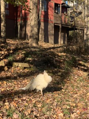 Peacock 🦚   at Govinda's Restaurant in Moundsville
