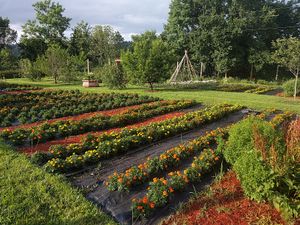 Garden of Gratitude crops at Govinda's Restaurant in Moundsville