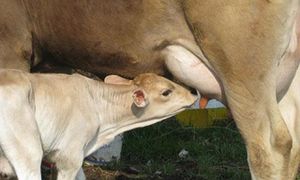 New Vrindaban Cows at Govinda's Restaurant in Moundsville