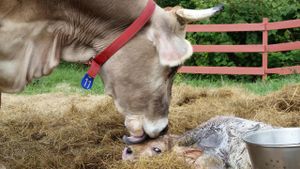 New Vrindaban Cows at Govinda's Restaurant in Moundsville