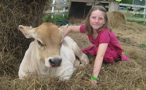 New Vrindaban Cows at Govinda's Restaurant in Moundsville