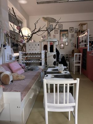 Cat  at Bystrokočko in Ceske Budejovice