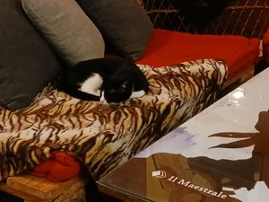 Resident cats! at Restaurante Il Bandito in Altea