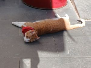 Caneta 😻 at Restaurante Il Bandito in Altea