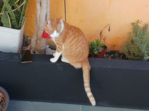 Caneta 😻 at Restaurante Il Bandito in Altea