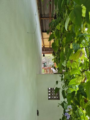  at Cafe Solomons in Hikkaduwa