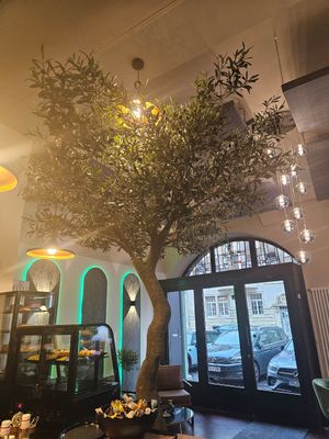 Olivenbaum (Elaya) at Café Elaya in Trier