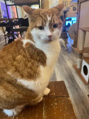 🐱 at Catpurrccinos in Huntington