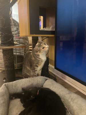 Cats available for adoption. at Catpurrccinos in Huntington