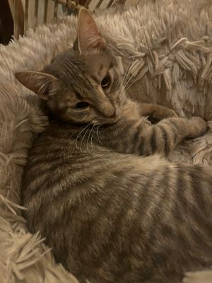 🐱 at Catpurrccinos in Huntington