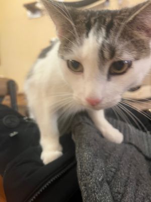 Wilby  at Catpurrccinos in Huntington