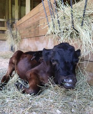 Joey at Barn Sanctuary in Chelsea