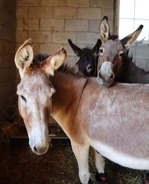 Residents at Barn Sanctuary at Barn Sanctuary in Chelsea