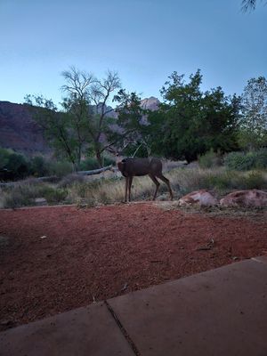 at Vegan Basecamp in Las Vegas
