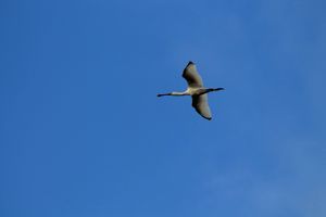 Birdwatching  at Anguilla Surf Café in Melides